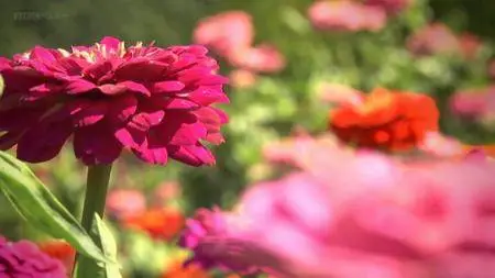 BBC - Botany: A Blooming History (2011)