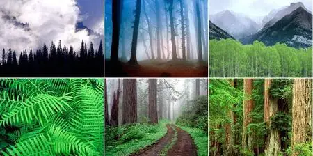 Nature Scenes - Forests