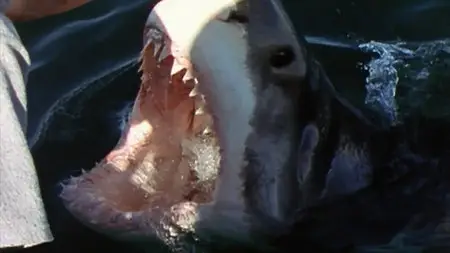 National Geographic - Ultimate Shark (2007)