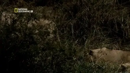 National Geographic - The Pack: Lions (2012)