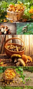 Stock Photo - Mushrooms