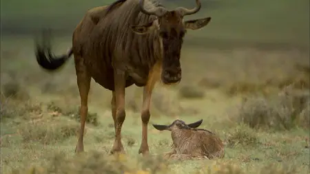 Africa: the Serengeti (1994)