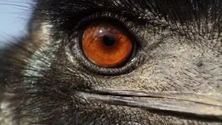 BBC - Natural World: Attenborough's Big Birds (2015)