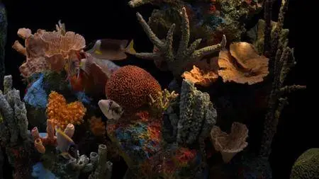 HD Moods: Aquarium (2008) [ReUp]