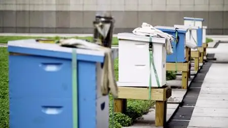 Down to Earth with Zac Efron S01E07