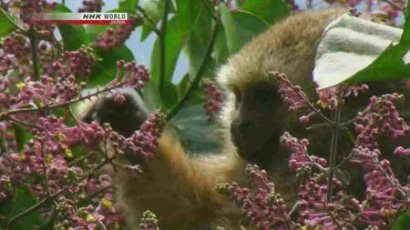 NHK Wildlife - Amazon Alliance: New World Monkeys (2011)