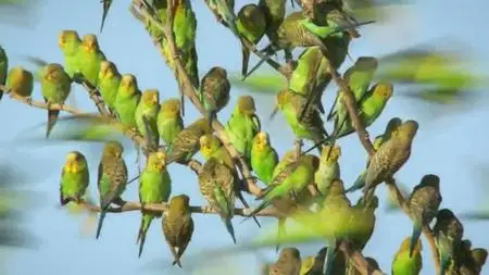 Nat.Geo.Wild-BBC - Wild Monsoon: Series 1 (2020)