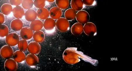 Креатив от mi3ch