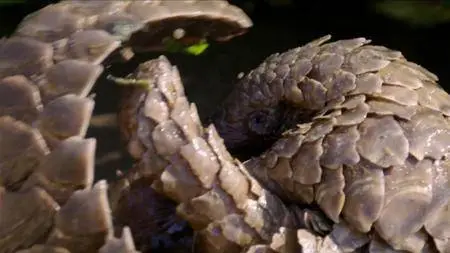 BBC Natural World - Pangolins: The World's Most Wanted Animal (2018)