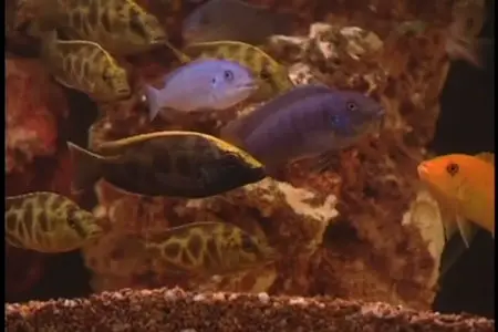 Your Instructional Tropical Aquarium Guide