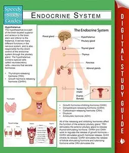 Endocrine System