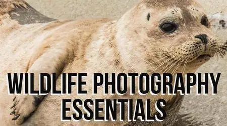 Wildlife Photography Essentials