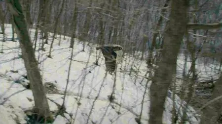 CBC - The Nature of Things: The Secret Life of Owls (2017)