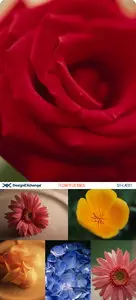 Design EXchange | SH-LAE01 | Flower Details