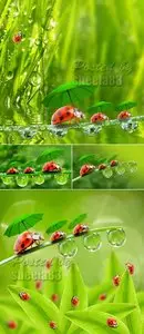 Stock Photo - Funny Ladybugs