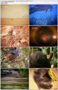 National Geographic - Wild Sex: Libido (2005)