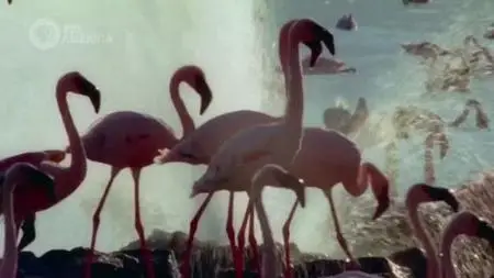PBS - Beautiful Serengeti (2017)