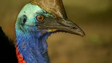 BBC - Natural World: Attenborough's Big Birds (2015)