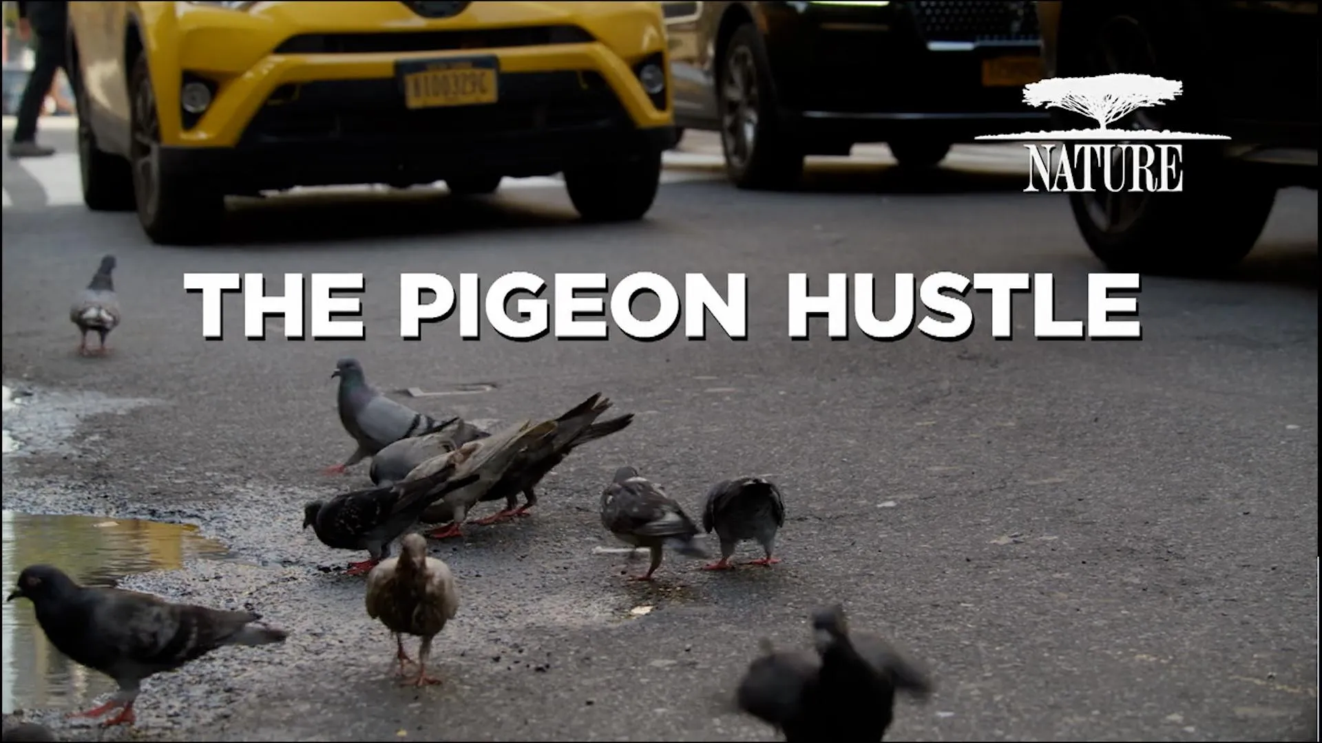 PBS - Nature: Pigeon Hustle (2025)