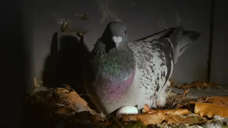PBS - Nature: Pigeon Hustle (2025)