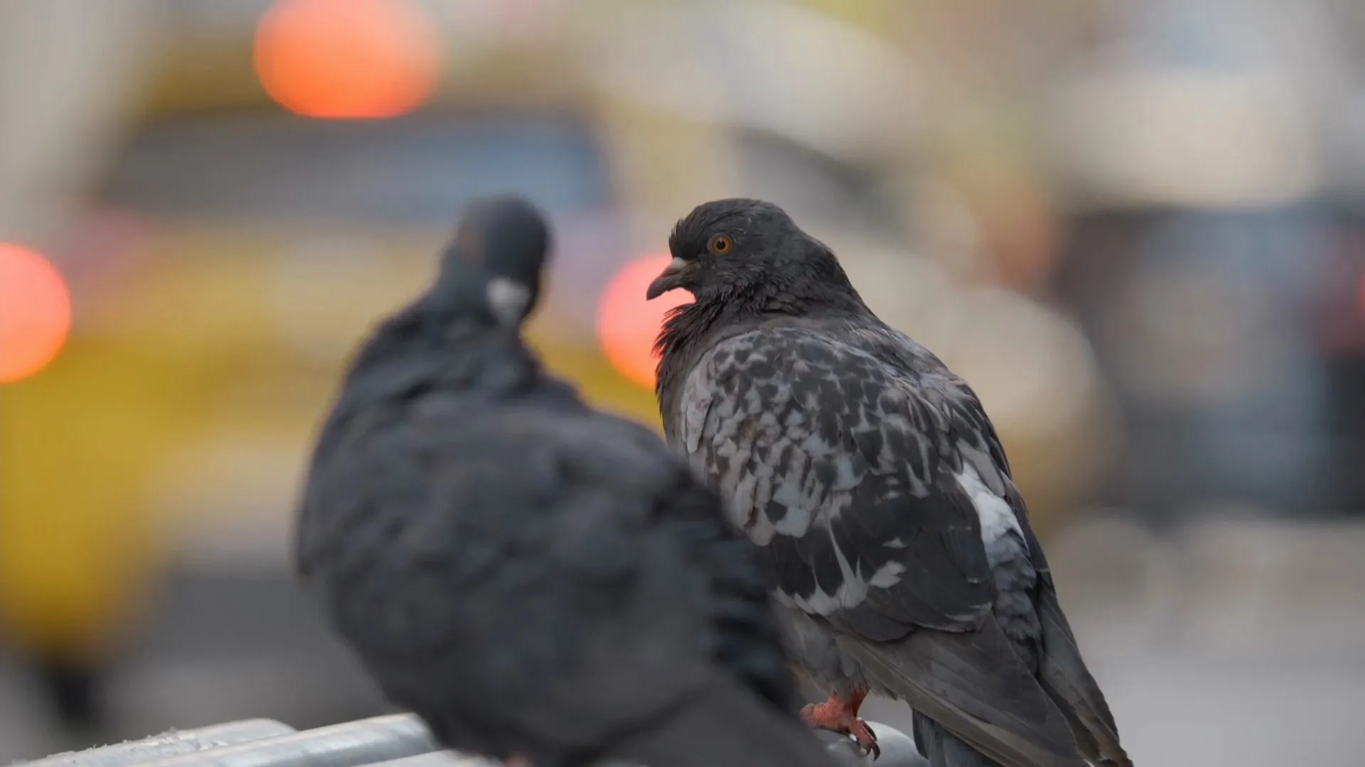 PBS - Nature: Pigeon Hustle (2025)