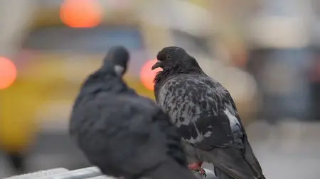 PBS - Nature: Pigeon Hustle (2025)