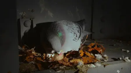 PBS - Nature: Pigeon Hustle (2025)