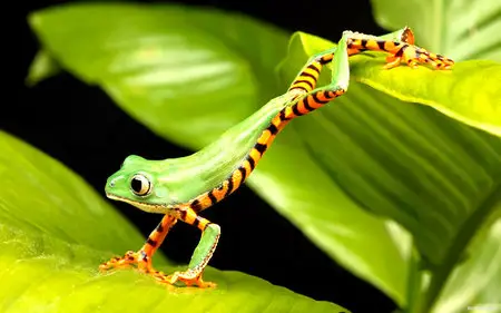 Wallpapers - Animals(pack 3)