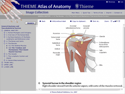 THIEME Atlas of Anatomy Image Collection - General Anatomy and Musculoskeletal System [repost]