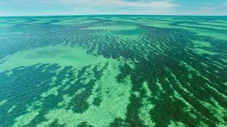 BBC - Blue Planet II: Part 1 One Ocean (2017)