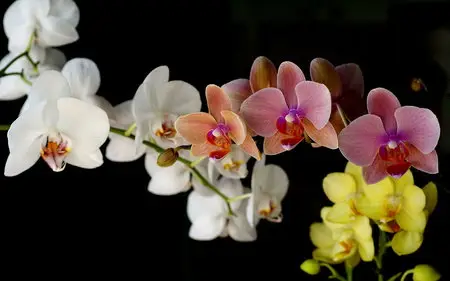 Beautiful flowers by s13tas