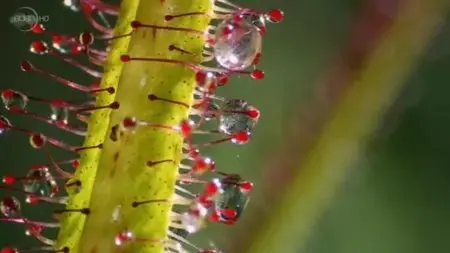 UKTV - Plants Behaving Badly (2013)