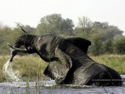 BBC Nature's Great Events - HD series