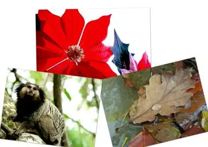 Nature Wallpapers HQ Special Series