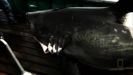 Nat Geo - Expedition Great White Life and limb