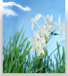 Izosoft v27 Corn CD