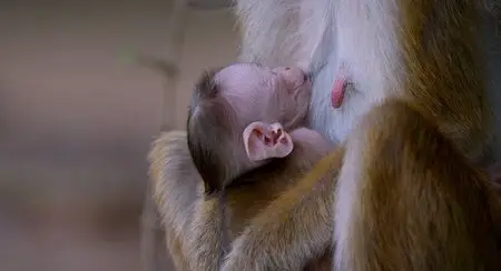 Monkey Kingdom (2015)