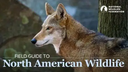 TTC Video - Field Guide to North American Wildlife