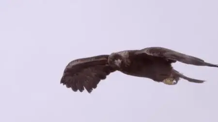Wild Britain S01E01