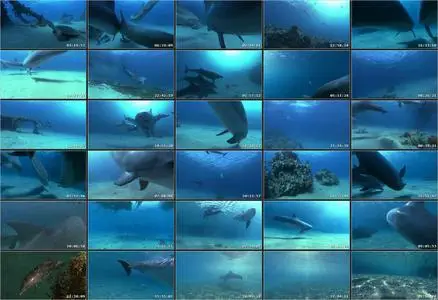 Dolphins in the Deep Blue Ocean (2009)