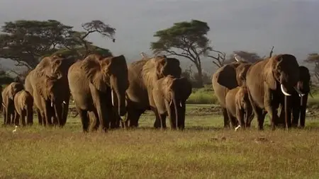 BBC - Natural World: Bringing Up Baby (2009)