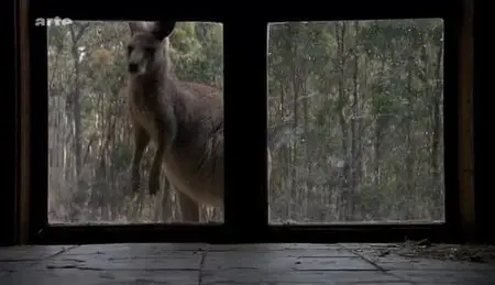 (Arte) Australie, le phénomène kangourou (2012)