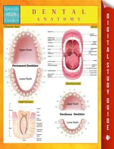 «Dental Anatomy Speedy Study Guides» by Speedy Publishing