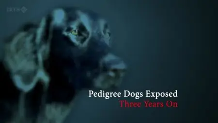 BBC - Pedigree Dogs Exposed: Three Years On (2012)
