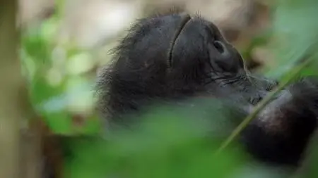 BBC - Animal Babies: First Year on Earth (2019)