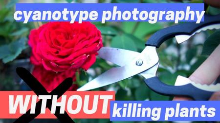 Cyanotype WITHOUT Killing Plants! - alternative photography prints