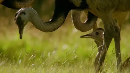 BBC - Natural World: Attenborough's Big Birds (2015)