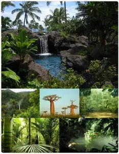 Jungle