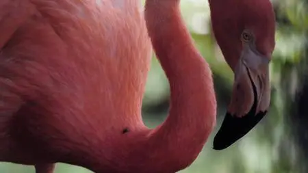Smithsonian Earth - Animal Empires: Series 1 (2016)