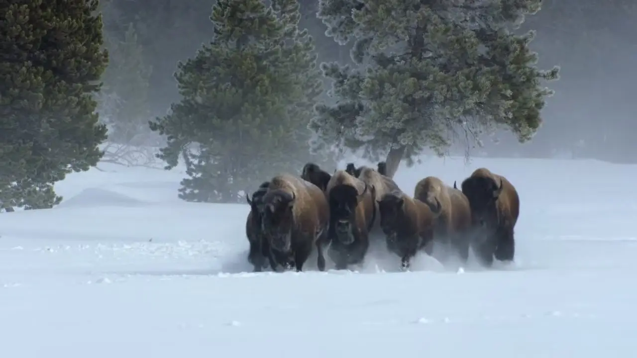 Life on Our Planet S01E08